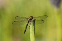 Guyana, Demerara-Mahaica Region, Georgetown, A female Yellow-lined Skimmer, Orthemis biolleyi, peched on a stem in the botanical gardens.