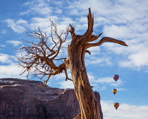 USA, Arizona, Monument Valley, Hot air balloons in the Monument Valley Balloon Festival in the Navajo Tribal Park.  In the forground is a dead juniper snag.