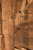 USA, Utah, Moab, A basejumper leaps off the 400 foot vertical face of the Tombstone in Kane Springs Canyon near Moab, Utah.  He has deployed his pilot chute.