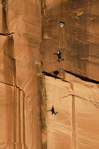 USA, Utah, Moab, A base jumper leaps off the 400 foot vertical face of the Tombstone in Kane Springs Canyon. He has deployed his pilot chute. Note his shadow on the cliff.