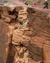 USA, Utah, Moab, A base jumper drops from the Mothership Space Net suspended from the cliffs 950 vertical feet above the valley floor at Mineral Canyon.