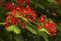 Plants, Trees, Flowers, A Flame Tree, Flamboyant, or Royal Poinciana Tree, Delonix regia, in bloom in the Dominican Republic.