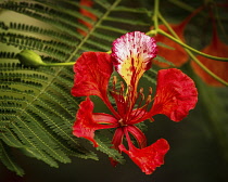 Plants, Trees, Flowers, A Flame Tree, Flamboyant, or Royal Poinciana Tree, Delonix regia, in bloom in the Dominican Republic.