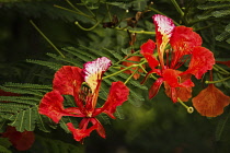 Plants, Trees, Flowers, A Flame Tree, Flamboyant, or Royal Poinciana Tree, Delonix regia, in bloom in the Dominican Republic.