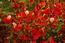 Plants, Trees, Flowers, A Flame Tree, Flamboyant, or Royal Poinciana Tree, Delonix regia, in bloom in the Dominican Republic.