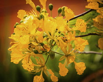 Plants, Trees, Flowers, A Flame Tree, Flamboyant, or Royal Poinciana Tree, Delonix regia var. flavida, in bloom in the Dominican Republic.  Most Flame Tree flowers are red, but the more rare var. flav...