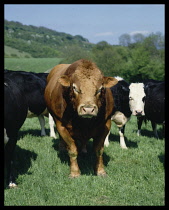 Agriculture, Animals, Cattle, Bull in field.