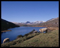 Wales, Gwynedd, Snowdonia, The Horseshoe  sheep grazing on the shores of Lake Mymbre.