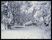 England, Shropshire, Agriculture, Sheep in Winter landscape beneath trees weighed down with snow.