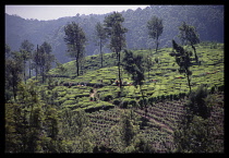 Sri Lanka, Agriculture, Tea, Women working on hillside tea terraces of plantation near Nuwara Elya.