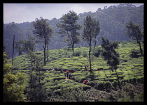 Sri Lanka, Agriculture, Tea, Women working on hillside tea terraces of plantation near Nuwara Elya.