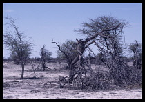Namibia, Etosha National Park, Fire destroyed trees in scrub grassland.