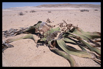 Namibia, Namib Desert, Welwitschia Mirabilis plant that can grow to 100 years old.