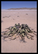 Namibia, Namib Desert, Welwitschia Mirabilis plant that can grow to 100 years old.