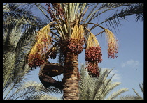Egypt, Nile Delta, Rashid, Date picking with man at the top of a tree supported by a rope around his back Rosetta .