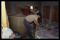 Greece, Pilion, Two men crushing red grapes using a hand operated press.