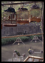 China, Sichuan, Chengdu, Caged songbirds hanging over parrots outside a tea house.