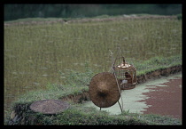 China, Markets, Birds, Caged bird and hat on the edge of a paddy field.
