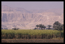 Egypt, Valley of the Kings, Sugar cane plantaion in the foreground.