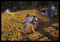 Egypt, Nile Delta , Qanatar, Packing oranges in orchard.