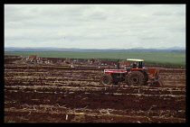 Brazil, Sao Paulo, Ourinhos, Sugar cane harvest.