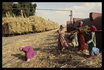 Egypt, Nile Valley, Aswan, Children gathering sugar cane that has fallen during loading a train.