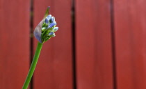 Flora, Flowers, Blue coloured Agapanthus growing outdoor in garden.