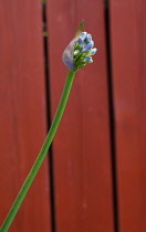 Flora, Flowers, Blue coloured Agapanthus growing outdoor in garden.