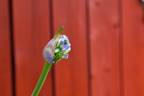 Flora, Flowers, Blue coloured Agapanthus growing outdoor in garden.