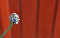 Flora, Flowers, Blue coloured Agapanthus growing outdoor in garden.