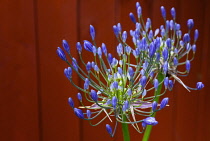 Flora, Flowers, Blue coloured Agapanthus growing outdoor in garden.