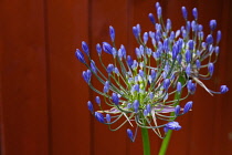 Flora, Flowers, Blue coloured Agapanthus growing outdoor in garden.