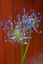 Flora, Flowers, Blue coloured Agapanthus growing outdoor in garden.