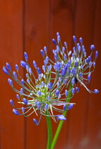 Flora, Flowers, Blue coloured Agapanthus growing outdoor in garden.