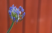 Flora, Flowers, Blue coloured Agapanthus growing outdoor in garden.