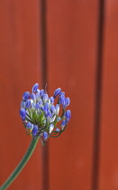 Flora, Flowers, Blue coloured Agapanthus growing outdoor in garden.