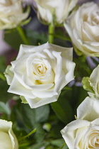 Flora, Flowers, Rose, Rosa, White Roses in vase.