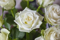 Flora, Flowers, Rose, Rosa, White Roses in vase.