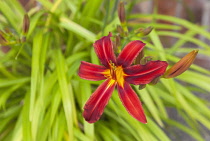 Flora, Flowers, Hermerocallis, Lily, Red coloured Day lily growing outdoor in garden.