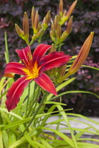 Flora, Flowers, Hermerocallis, Lily, Red coloured Day lily growing outdoor in garden.