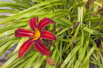 Flora, Flowers, Hermerocallis, Lily, Red coloured Day lily growing outdoor in garden.