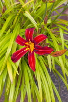 Flora, Flowers, Hermerocallis, Lily, Red coloured Day lily growing outdoor in garden.