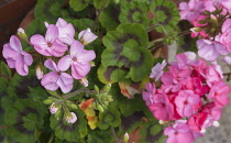 Flora, Flowers, Pink coloured Geranium growing outdoor in garden.