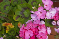 Flora, Flowers, Pink coloured Geranium growing outdoor in garden.