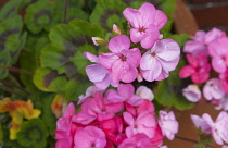 Flora, Flowers, Pink coloured Geranium growing outdoor in garden.