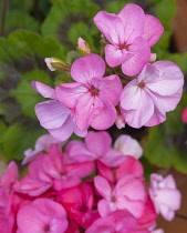 Flora, Flowers, Pink coloured Geranium growing outdoor in garden.