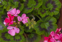 Flora, Flowers, Pink coloured Geranium growing outdoor in garden.