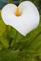 Flora, Flowers, Single white Lily growing outdoor in garden.