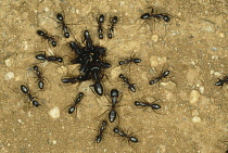 Natural History, Insects, Ant, Group of black Ants gathered around a hole in the ground.