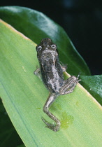 Animals, Amphibious, Frogs, Common Frog on green leaf.